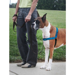 PetSafe® postroj, EasyWalk Deluxe, modrý, velikost L