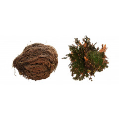 Lucky Reptile "Rose of Jericho" 50 g
