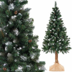 Vánoční stromek Borovice diamantová na kmínku 160 cm